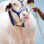Bull for Qurbani