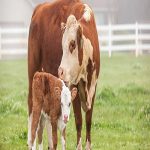 Australian cow with cattle