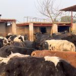 cattle